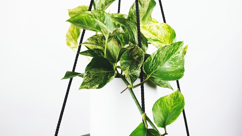 2026年世界杯主办城市体育场内部全景照片